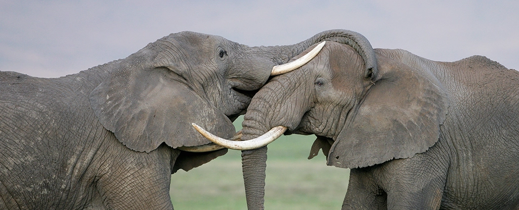 Слони можуть зіграти вирішальну роль у порятунку планети