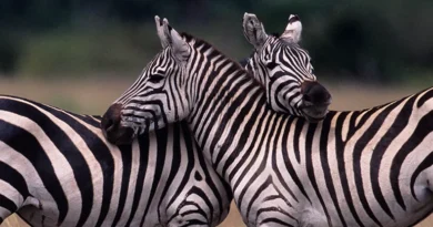 Вчені пояснили навіщо зебрам смужки