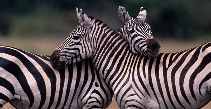 Вчені пояснили навіщо зебрам смужки