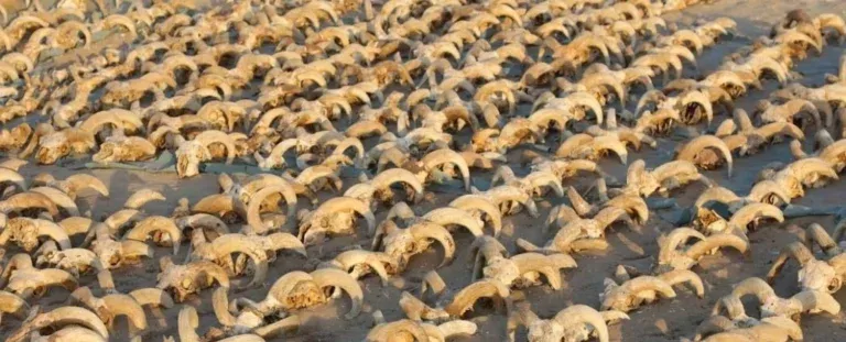 У давньоєгипетському храмі виявлено тисячі муміфікованих голів баранів