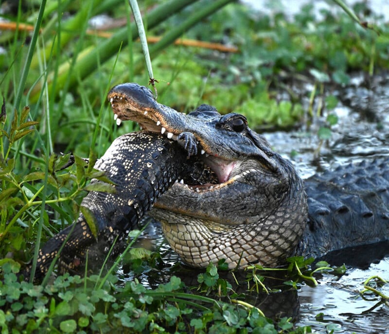 Cannibal alligator