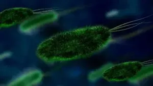 Смертоносні хвороби "підкорюють" північ: вчені назвали ще одну небезпеку глобального потепління