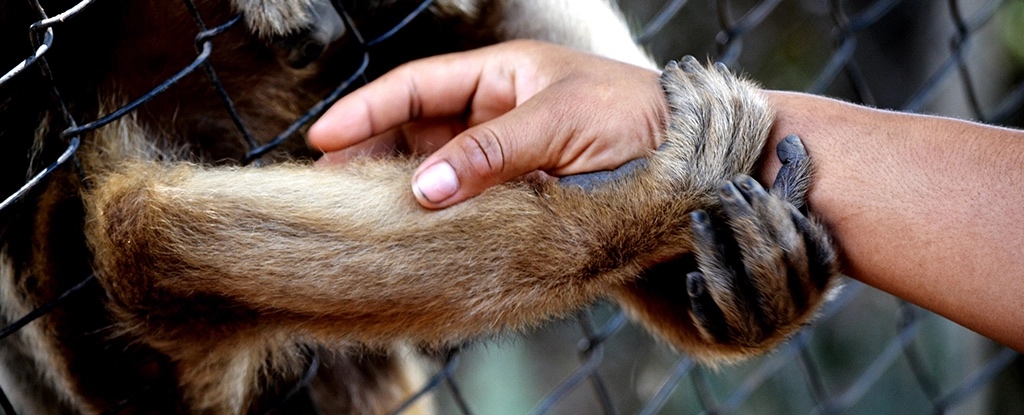 Пандемія вплинула на поведінку тварин в зоопарках, показало дослідження