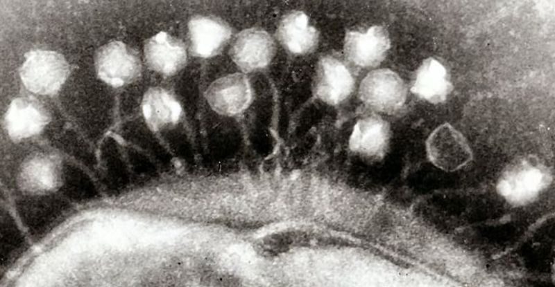 Вірус Рапунцель: його довгий 'хвіст' допомагає захоплювати бактерії