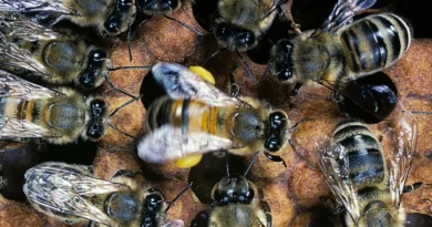 Вчені розкрили таємниці танцю-віяла медоносних бджіл