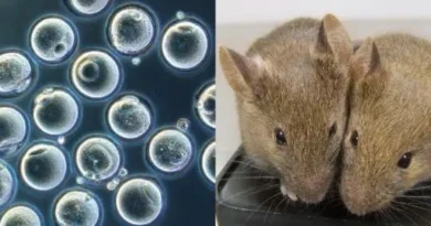 Новий прорив у редагуванні генів: Створено здорових мишей з двома батьками