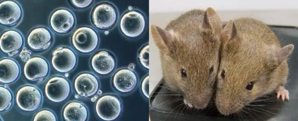 Новий прорив у редагуванні генів: Створено здорових мишей з двома батьками