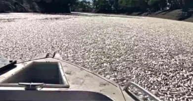 Гіпоксія вбила мільйони риб в австралійській річці
