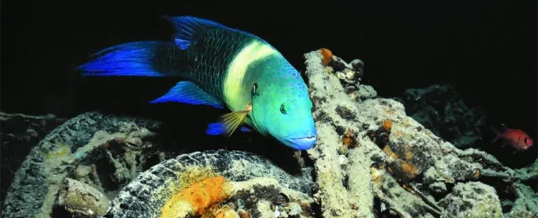 Жителі океану перетворюють покинуті кораблі часів Другої світової війни на процвітаючий риф