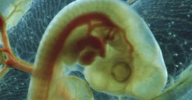 Нанопластик негативно впливає на розвиток курячих ембріонів — дослідження