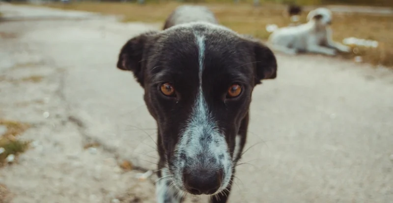 Собаки у зоні Чорнобильської АЕС генетично відрізняються, — результати дослідження