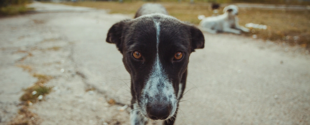 Собаки у зоні Чорнобильської АЕС генетично відрізняються, — результати дослідження
