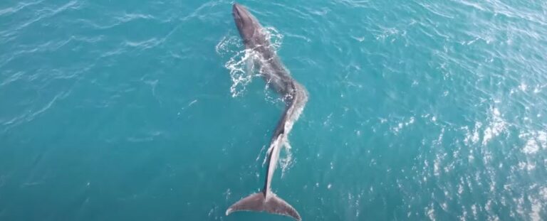 Біля узбережжя Іспанії помітили величезного фінвала зі сколіозом