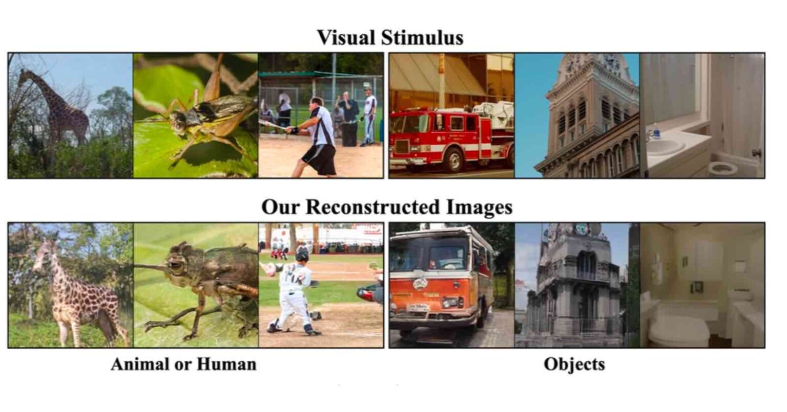 Штучний інтелект може відтворювати зображення з мозкових хвиль людини