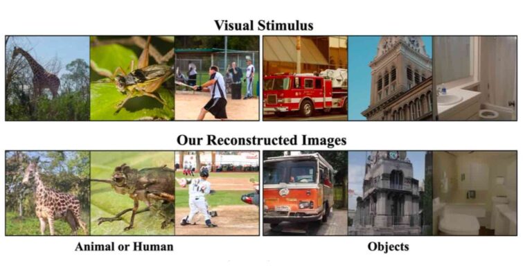 Штучний інтелект може відтворювати зображення з мозкових хвиль людини