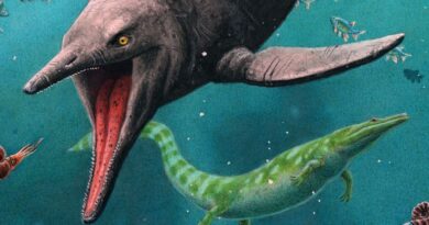 На віддаленому арктичному острові знайдено найдавнішого іхтіозавра, відомого науці