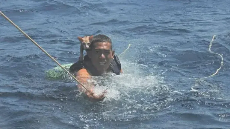 ВМС Таїланду врятували котів з палаючого судна