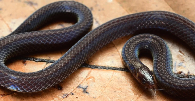 У лісах Гватемали виявлено змію-колесо: Познайомтеся з двоплямистою гримучою змією