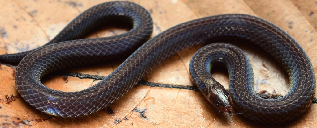 У лісах Гватемали виявлено змію-колесо: Познайомтеся з двоплямистою гримучою змією