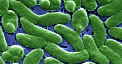 Небезпечні м'ясоїдні мікроби становлять зростаючу загрозу для США