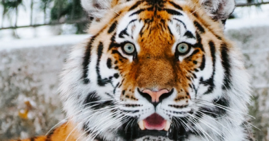 Тигри мають унікальні риси характеру, які допомагають їм виживати в дикій природі, - дослідження