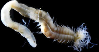 Вчені відкрили нових примарних морських черв'яків, що нагадують японських фольклорних героїв