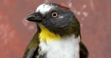 Розкриття смертельної таємниці: невинні на вигляд птахи приховують у своєму пір'ї потужну нервово-паралітичну речовину