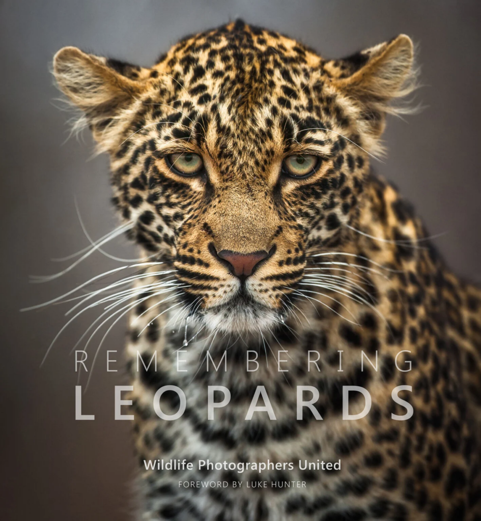 Нова книга "Пам'ятаючи леопардів" проливає світло на зусилля з порятунку зникаючих видів