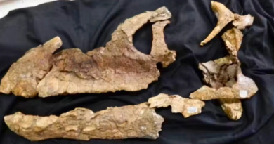 Черепи динозаврів дають ключ до розуміння того, як стародавні континенти були пов'язані між собою, - дослідження