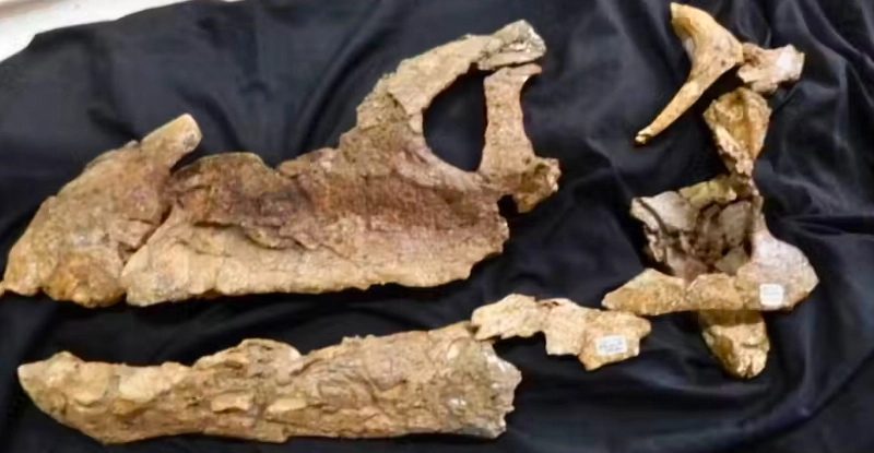 Черепи динозаврів дають ключ до розуміння того, як стародавні континенти були пов'язані між собою, - дослідження