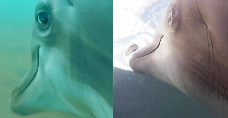 Експеримент ВМС США: встановлена камера на дельфіні показала заворожуючі кадри