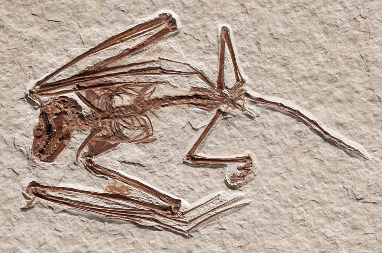 Виявлено найдавніші скелети кажанів, що дають уявлення про еволюцію польоту
