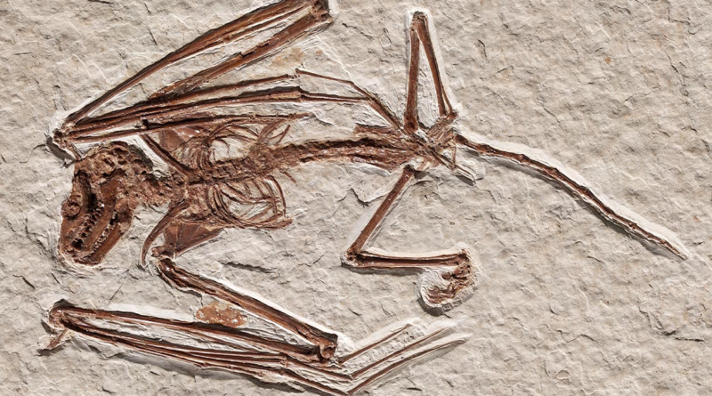 Виявлено найдавніші скелети кажанів, що дають уявлення про еволюцію польоту