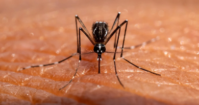 Слина комарів може насправді пригнічувати нашу імунну систему, - дослідження