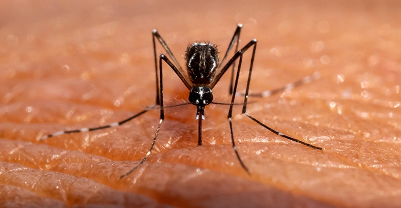 Слина комарів може насправді пригнічувати нашу імунну систему, - дослідження