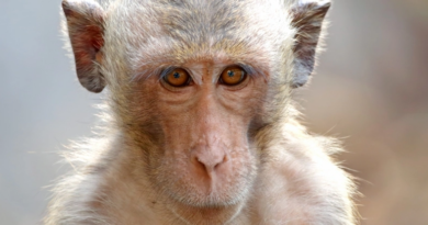 Мавпи завагітніли завдяки інженерним конструкціям ембріонів