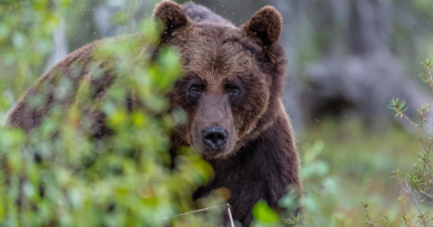 Білок крові ведмедів запобігає утворенню тромбів під час зимової сплячки, - дослідження