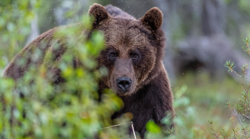 Білок крові ведмедів запобігає утворенню тромбів під час зимової сплячки, - дослідження