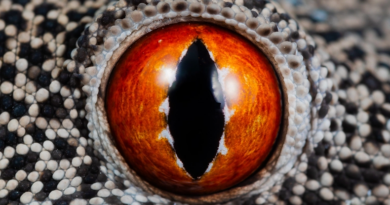 Нове дослідження розкриває таємниці еволюції зорової системи у тваринного світу