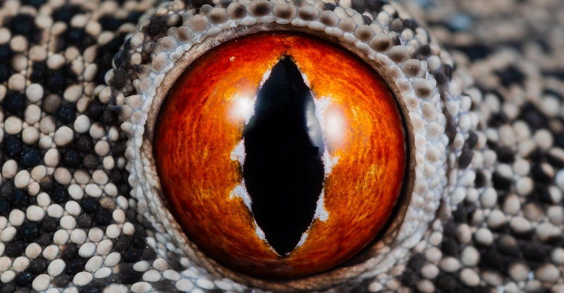 Нове дослідження розкриває таємниці еволюції зорової системи у тваринного світу