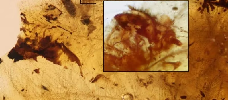 В Іспанії знайдено скам'янілості жуків, які жили з динозаврами