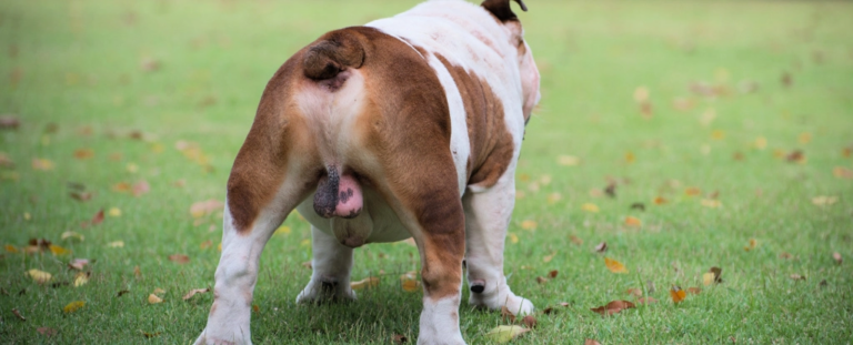 Вчені відкрили ген для створення чоловічого контрацептива - і вже запатентували його