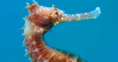 Розкрито секрет, чому морські коники можуть швидко всмоктувати їжу