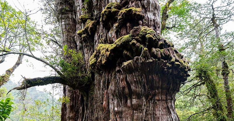 Кипарис у Чилі незабаром може побити рекорд найстарішого дерева у світі