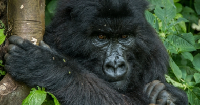 Поширення еболи серед гірських горил може мати катастрофічні наслідки