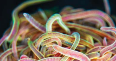 Проривне відкриття: Вчені розкрили, що стоїть за надшвидкими черв'ячними згустками