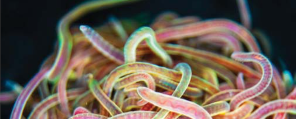 Проривне відкриття: Вчені розкрили, що стоїть за надшвидкими черв'ячними згустками