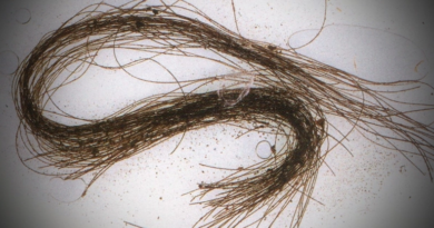 Волосся давньої людини розкриває використання наркотиків 3600 років тому