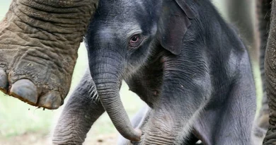 Слони можуть бути приручені не людьми, а іншими слонами, - нове дослідження