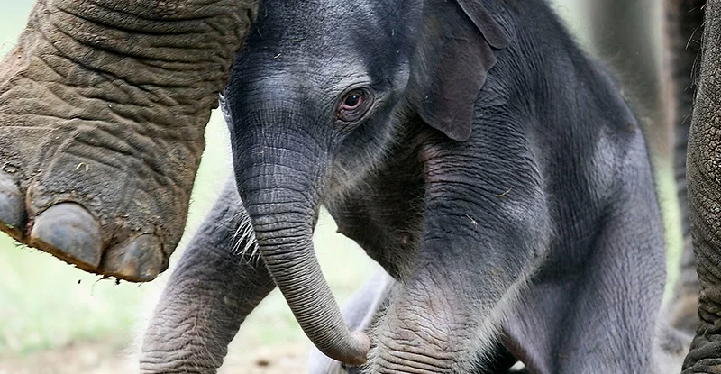 Слони можуть бути приручені не людьми, а іншими слонами, - нове дослідження